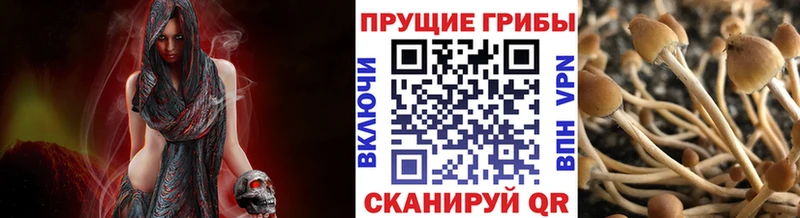 купить закладку  Менделеевск  Галлюциногенные грибы Psilocybe 